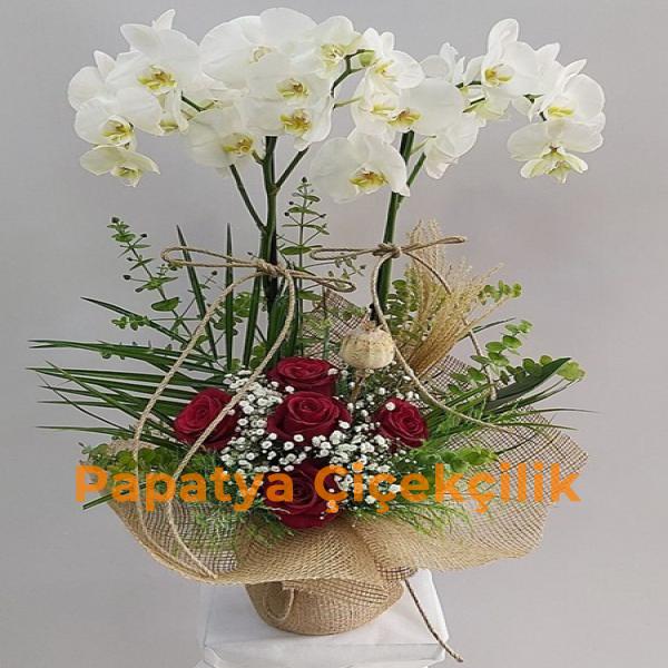  Erzurum Çiçek Gönder 5 Güllü 2 Dallı  Beyaz Orkide 