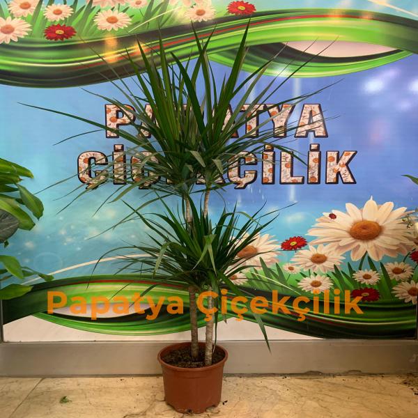  Erzurum Çiçekçiler 2'li Margineta