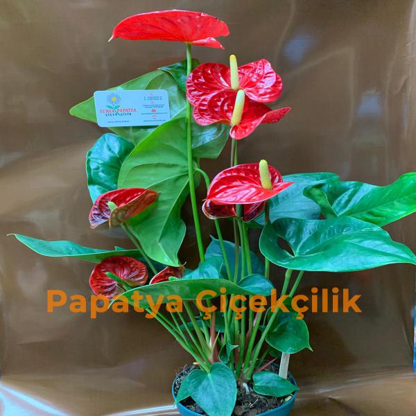  Erzurum Çiçek Gönder Antoryum