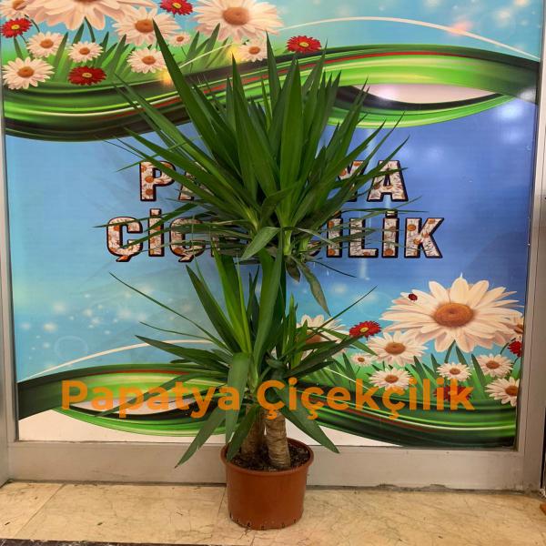  Erzurum Çiçek Gönder İkili YUCCA 