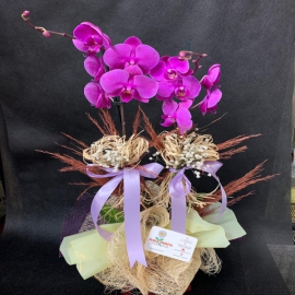  Erzurum Çiçek Siparişi 2li Lila Orkide 