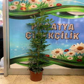  Erzurum Çiçek Gönder 2'li Şeflera