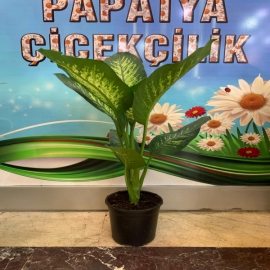  Erzurum Çiçek Siparişi Tropik